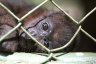Mantled Howler Monkey (<em>Alouatta palliata</em>) juv., Zoologico Nacional, near Carretera Masaya-Managua, NICARAGUA